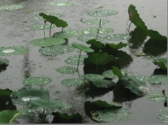 借景抒情作文200字-看雨景 借景抒情作文200字-看雨景